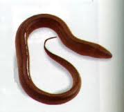 ปลาไหล (อันดับ: Anguilliformes) หรือที่นิยมเรียกสั้น ๆ ในชื่อสามัญว่า ปลาไหล (อังกฤษ: Eel) เป็นปลากร