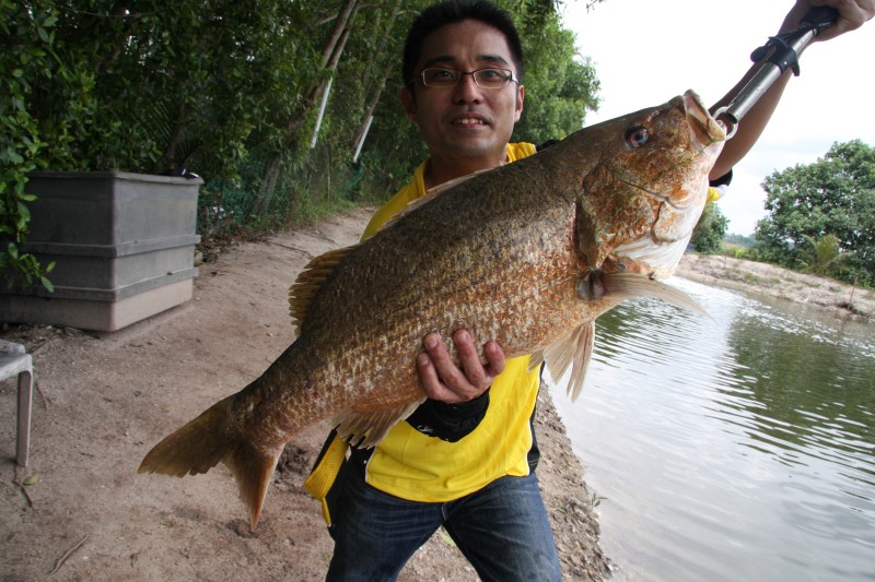 อั้งเกย  golden snapper.  สีไม่เหมือนปลาน้ำลึกมากๆ :smile: