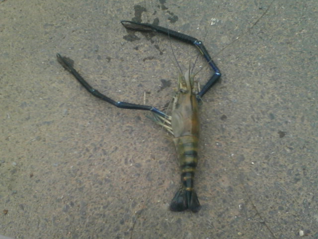 กุ้งหน้าบ้าน