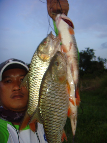 ไปล้วงมาได้อีกพวงน่ะ :grin: :cheer: :cheer:

[q][i]อ้างถึง: popper^^! posted: 08-07-2555, 07:30:54
