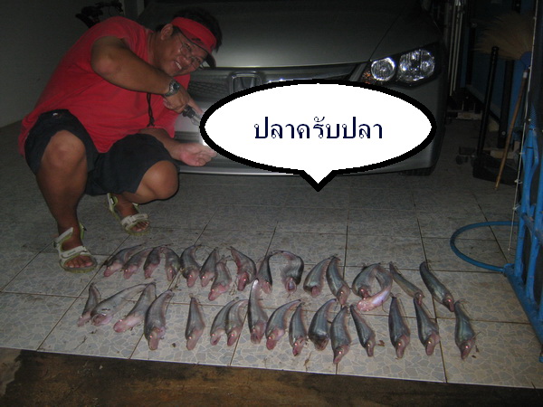 น้านัทขอหล่อกับปลาครับผมสุดยอดฝีมืออีกหนึ่งท่านที่ผมรู้จักมาครับ  :cheer: