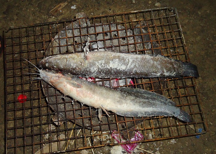 ช่อน กะ ดุก เผา & ย่าง เกลือ  :love: :love: :umh: :umh: :grin: :grin: