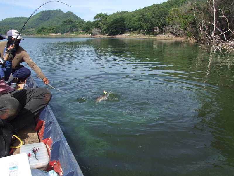 สวัสดีครับน้า ขอบคุณมากที่ตามชม

[q][i]อ้างถึง: FishingDaD posted: 11-07-2555, 18:44:40[/i]

สวั