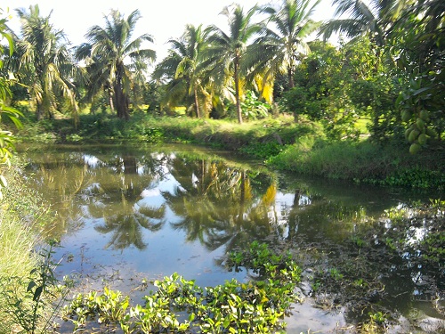 สภาพหมายบ่อในสวนคุนลุง
แถวบานครับเขาบอกว่าปล่อยปลาไว้
แต่ไม่เคยเห็นผุดขึ้นมาเลย :cool: :cool: