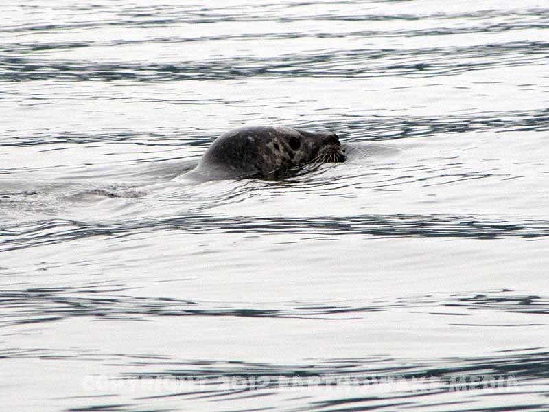 Mr. Seal! :grin: :grin: