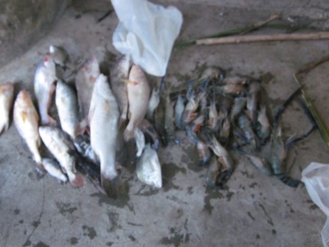 ปลารวมที่ได้บวกกับน้องกุ้งน้องครับ....ขอคุณเพื่อนสมาชิกทุกท่านติดตามชม...เจอกันอีกครับ วันอาทิตย์ 22
