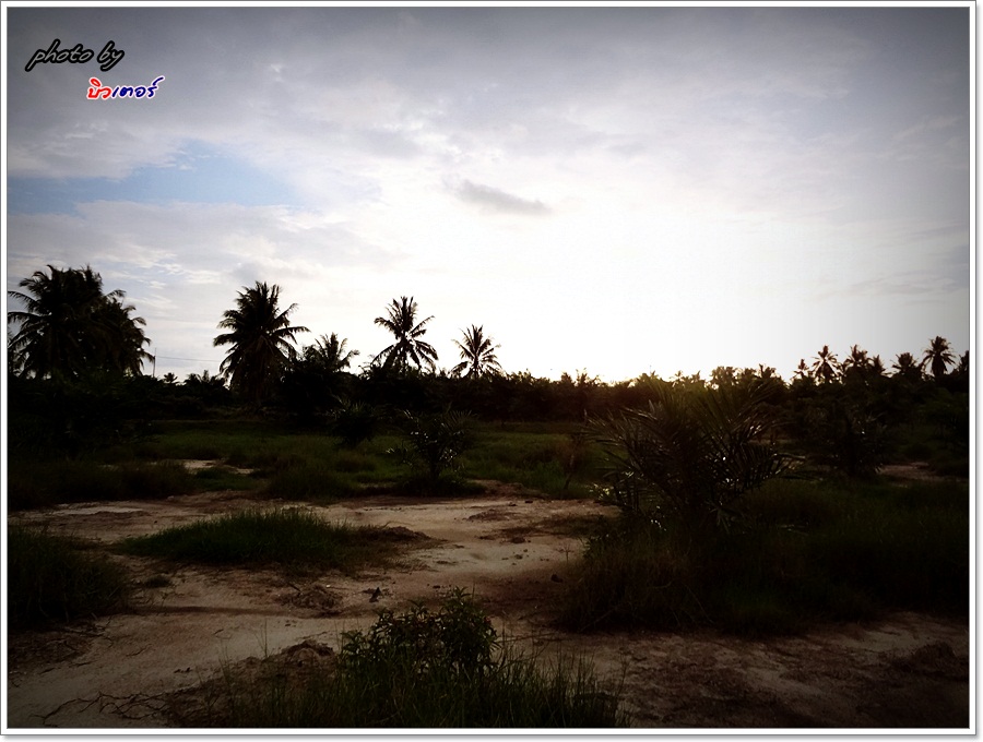  [b]หลังจาก ลงข่ายล่าปลาหมอ ปลานิล แล้ว "งาน..เดินกบ"ก็เงียบเหงา

แต่....................[/b] :g