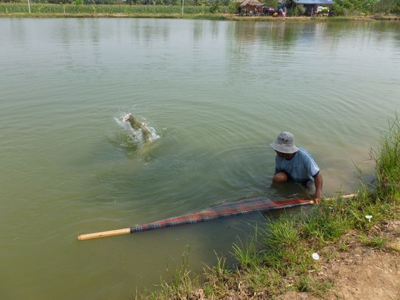 ที่นี่บริการดี ถนอมปลา