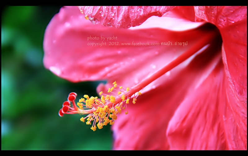 ร่วมเเชร์ครับ
ภาพจาก..canon 60D Lens 18-135is