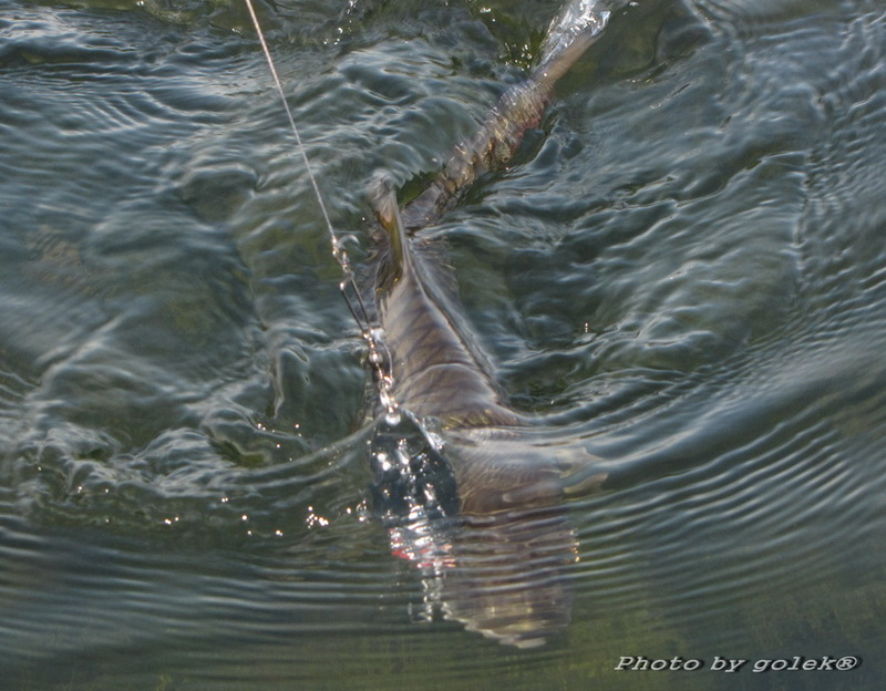  [q] ruymuyfishing posted: 25-07-2555, 10:04:16 ruymuyfishing posted: 24-07-2555, 22:07:52 @ น้าปยุต