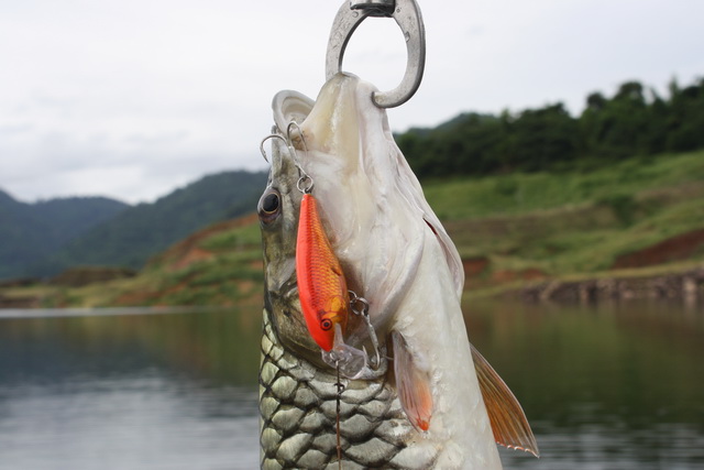 อุหวะ   กระสูบที่นี้ชอบปลาทอง

 :love: :love: :love: :love: :love: :love: :love: