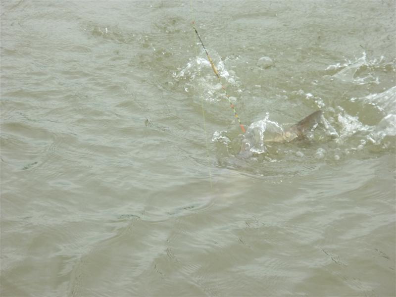 ปลาเอิงอีนนี่น้ำดี น้ำลึก การันตี ความมันส์ครับ แรงดีจริง  :cheer: