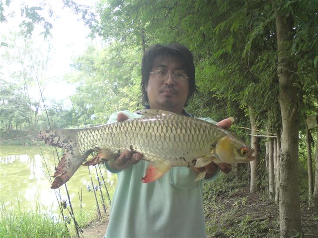 โชว์กันชัดๆครับ

ปลาบ้า

ปลาบ้า (อังกฤษ: Mad carp, Sultan fish) เป็นชื่อปลาน้ำจืดชนิดหนึ่ง มีชื่