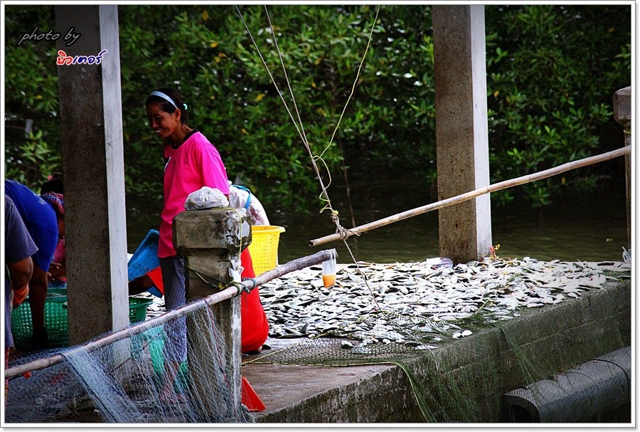  [b]ระหว่างทางมาท่าเรือ แพหัวสะพานนี้ "คึกคัก-ปลา"[/b] :ohh: :ohh: :ohh: :cheer: :cheer: