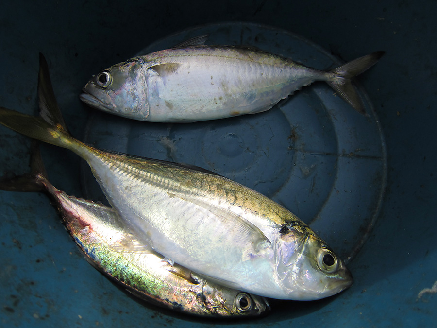 มีปลาสีกุน กับปลาทูมาติดเบ็ด ซาบิกิ คละๆกันไป   ปลาสีกุนเอาลงถัง  ส่วนปลาทู เอาไปทำเหยื่อ :laughing: