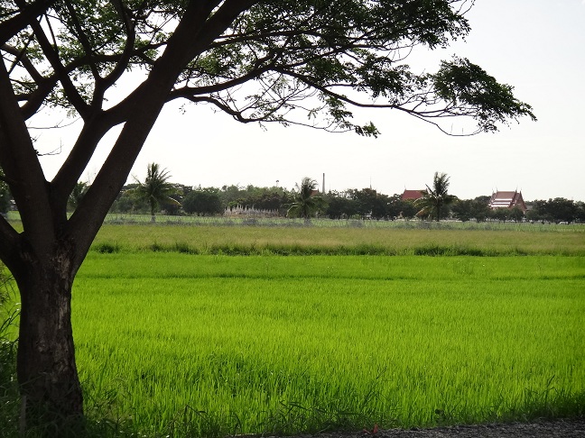  [b]บรรยากาศแถวบ้านที่อยุธยา   บ้านนอกจริงๆ  บ้านเกิดเราเองนี่หว่า  นี่้แหละชอบมากๆ[/b] :laughing: