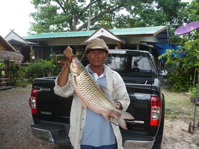 ยี่สกเทศ 3.5 โลครับ