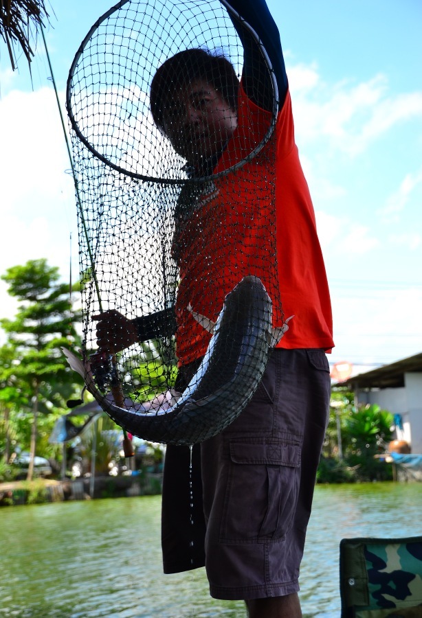 ตัวนี้อย่างหนาครับ จำแม่นเลย ทุ่นถอนขึ้นมาเกือบหมดดอก วัดแบบOVERHEADเต็มๆหนึ่งดอก!!แม่งโดดขึ้นน้ำแบบ