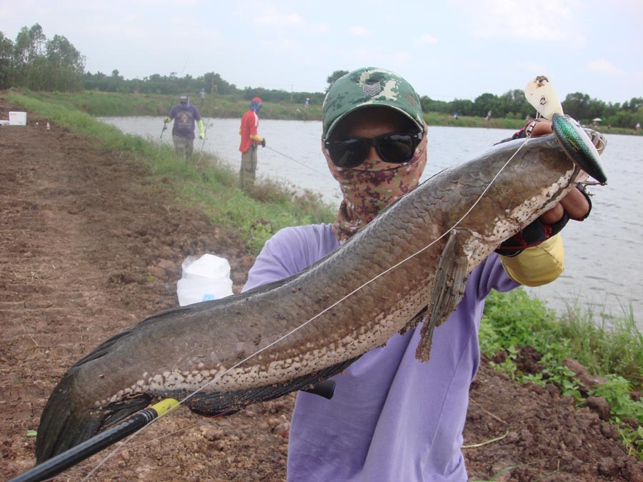 เขาไปตกกระพงกันปลาช่อนปล่อยๆไปซะค่อยมาหาตกแถวลพบุรีเอา :laughing: :laughing: