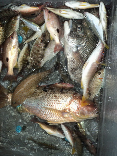 ตกปลาต่อครับมีปลา หม้อแตก หมูสีและปลาเล็กอีกหลายตัวครับ
ช่วงนี้ไม่รู้ว่าน้ำเป็นอะไรขังปลาได้ไม่นานก