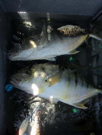 ลงเหยื่อหมึกกระสือกับปลา กุแลเป็น มีปลา ตะคองเข้ากินเหยื่อได้มาอีก 2ตัวครับ 3โล กับ 3โลครึ่งครับ :gr