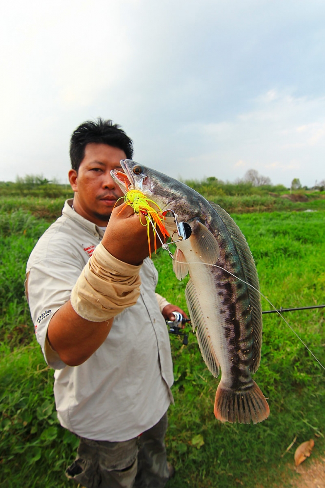  [b]+++ประมาณสัก แปดไม้ได้..โดนแระ...ชะโดวัยรุ่น[/b] :love: :laughing: :laughing: