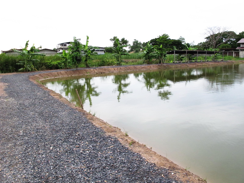                                          สถานที่ดูเเล้วสามารถนั่งหลิวได้รอบบ่อเลย แสงไม่แยงตา ลมพัดเ