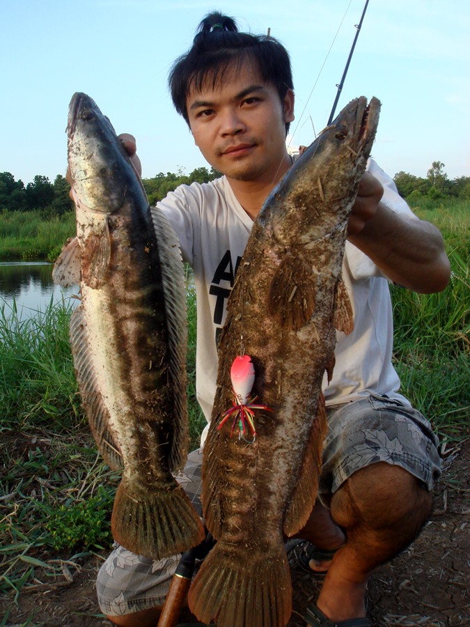 มานกิงหยั่ง....กบละมุล...ครับ...เลือดหวาน  เครี้ยวง่าย ดี   :laughing: :laughing:



-----------