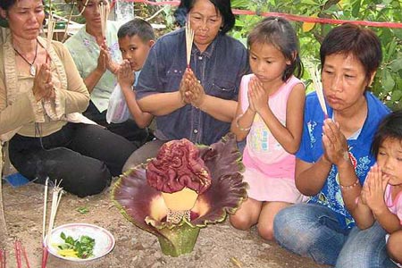 ดอกไม้ประหลาด

เรื่องมีอยู่ว่า...

ใน วันที่ 24 เมษายน 2550 ชาวบ้านเมืองพิจิตร ต่างมาชุมนุมกัน ห