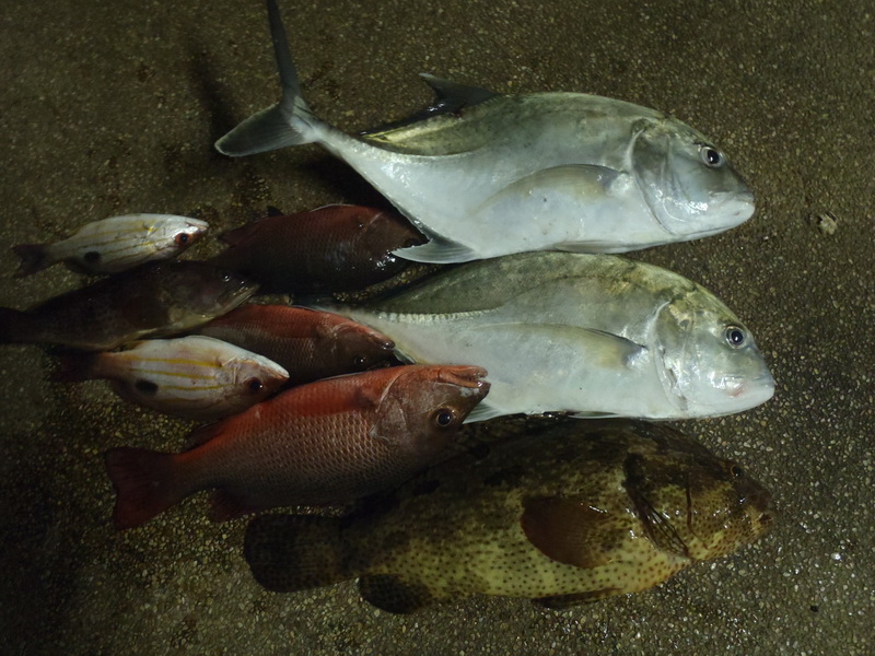 สุดท้ายเวียนตีจนมืดเราก็บอกใต๋ว่าพอแล้วครับ 
สรุปปลาที่ได้ ปลาเก๋ากับข้างใฝ เหยื่อสด
ปลากระพงแดง ต