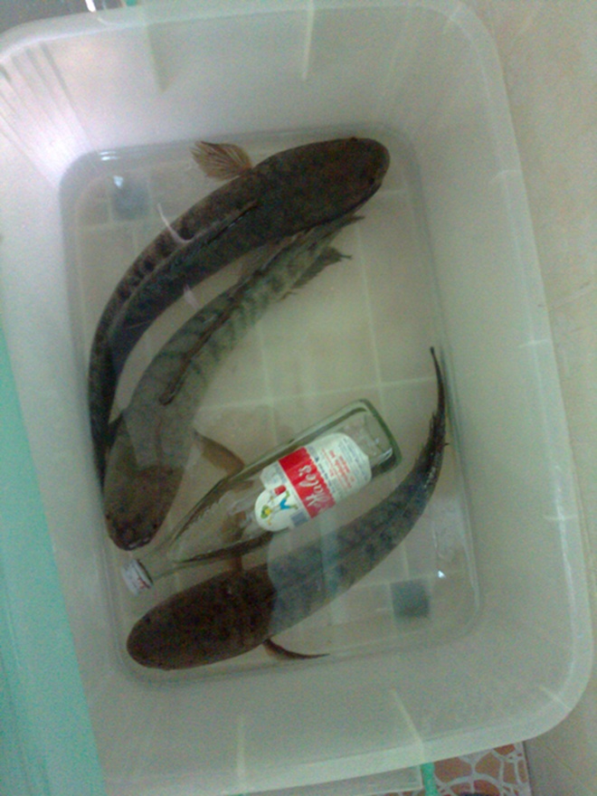 เอาตัวเล็กกินก่อนตัวใหญ่ขังไว้ครับบบบ :laughing: :laughing:
ขอบคุณน้า first kung :prost:
         