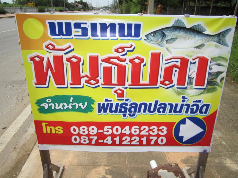  :cheer: เนื่องจากออกแต่เช้าไม่ได้แวะตลาดจตุจักซื้อลูกปลาคราบมาเป็นเหยื่อปลากราย มีอยู่ร้านเดียว
คร