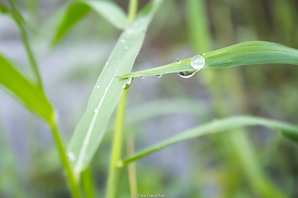  [b][center]เช้านี้เราโดนฝนทักทายครับ บรรยากาศรอบตัวสดชื่นมากๆ[/center][/b] 