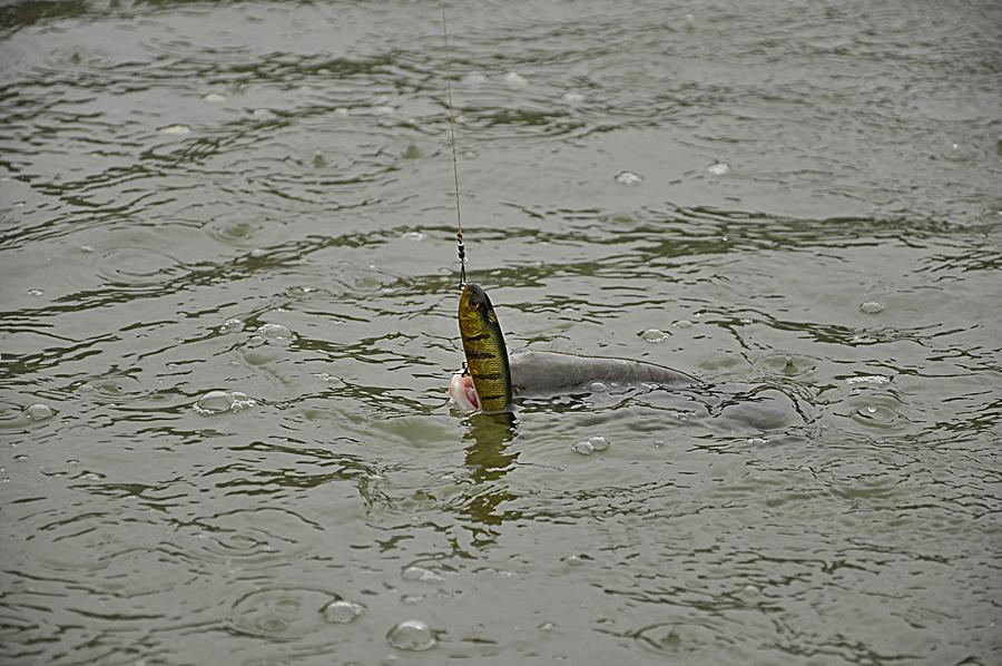 Megabass Giantdog X ลองเอาไปเลื้อยกันดู  :laughing: :laughing: