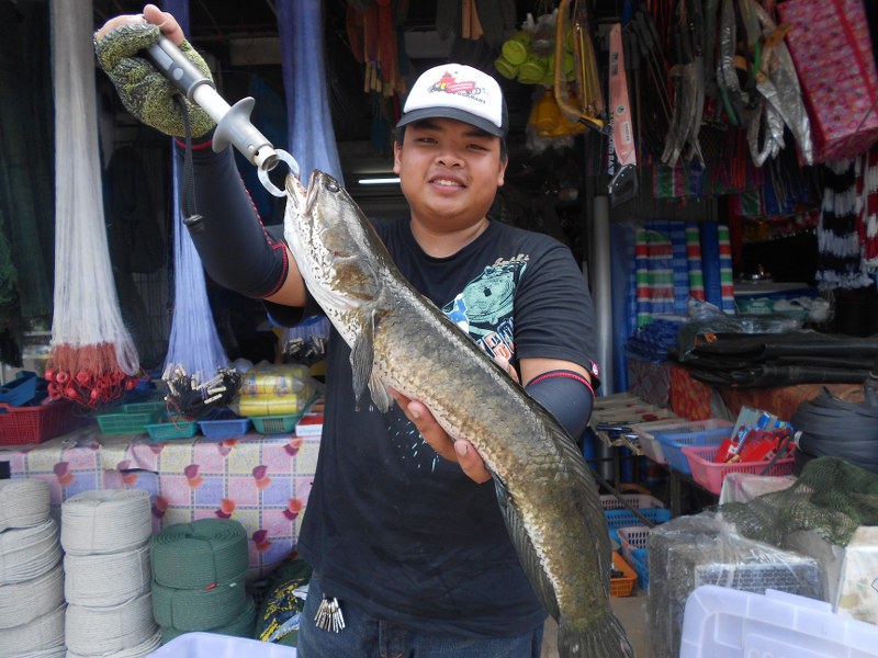 [b]ภาพหมดแล้ว ครับ  ขอลาไปด้วยภาพนี้นะครับ  ปลาตัวนี้ น้าบูมประทับใจสุดๆ ครับ  ใหญ่ที่สุดในชีวิต เข