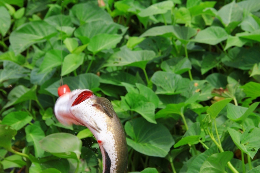 อั้ยย่ะ พอหนีเข้าคลองได้ไม่นาน ได้เรื่องเลย   :laughing: :laughing: :laughing: