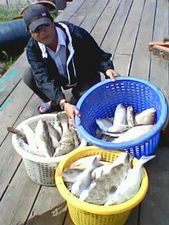 บังจอก...หัวไทร