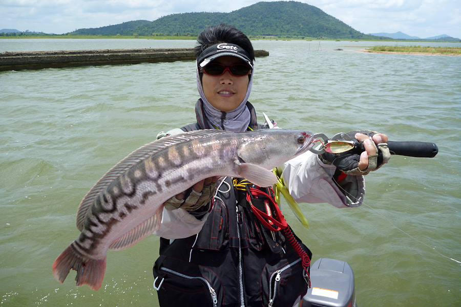  [center]เม่นโดนชะโดที่เขตน้ำตื้นนี้ 2 ตัว แต่พลาดหลุดไป 1 ตัว
วิธีใช้สปูนในเขตน้ำตื้นไม่จำเป็นต้อง