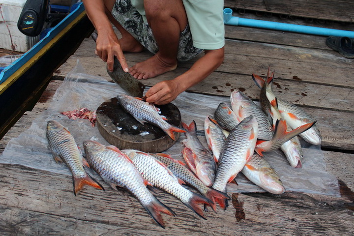 กลับมาถึงแพ ไต๋ก็จัดการกับปลากระสูบที่ตกได้ครับ 


 [center]ลาด้วยภาพนี้ ครับ คราวหน้าเจอกันใหม่ก