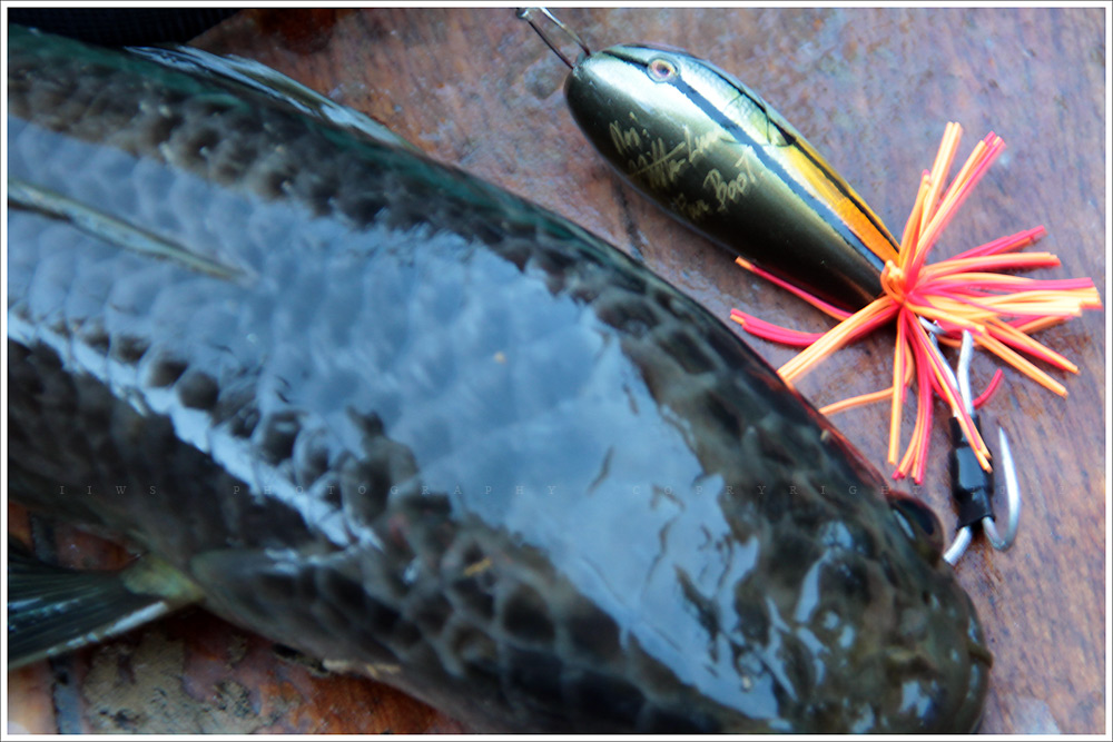 


Hitter Lure  50 mm

Special Edition Baby Toman Colour


 สองตัวในโลกครับ มีที่หมอหนึ่งตัว