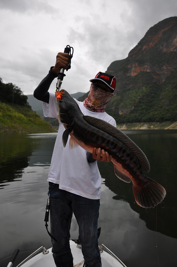P'eak with my giant snakehead!!!