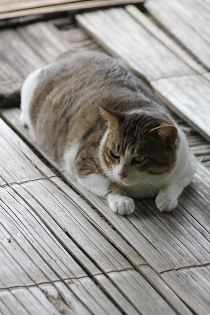 กลับมากินข้าวที่แพครับ :laughing: :laughing: