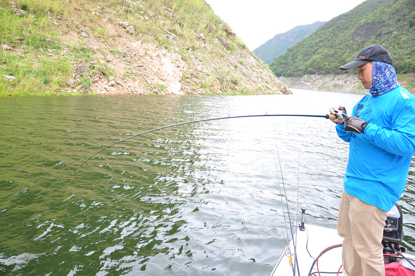 ตอนบ่ายๆ ฝนตกปรอยๆพอหายร้อน ผมใช้ RapaLa Skitter Pop 7 cm. เคาะตามหญ้าเขียวๆจมน้ำ

ได้ผลครับ เรียก