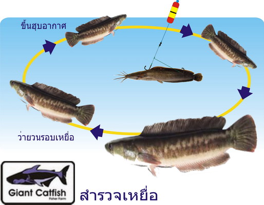 นี่ที่ผมชอบครับ  :grin: :grin: :grin: :grin: :grin: