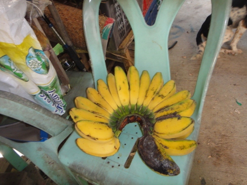 เห็นกล้วยหวี่นี้สวยดีเลยถ่ายภาพมาฝากให้ดูเผื่อบางคนยังไม่รู้จัก นี้คือกล้วยหิน กล้วยนี้จะมีเฉพาะถิ่น