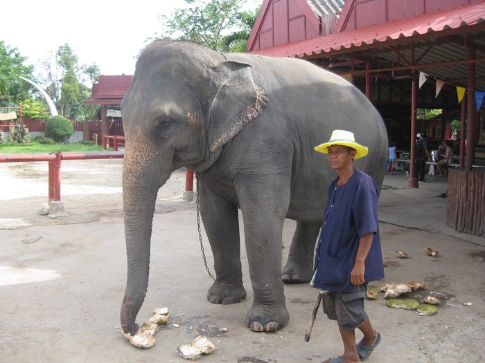 พัทยาก็มีให้ดูเหมือนกัน...แต่ตามถนนในเมืองไม่มีน๊ะครับน้า.. :smile: :smile: