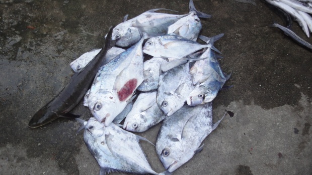 ไอ้ช่อนตัวนี้ผมตกได้เองเลยไม่มีใครถ่ายให้ :cheer: :cheer: :cheer: :cheer: :cheer: