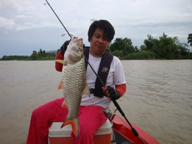  :love: :love: :love:ผมก็โดนมั่ง กัดดีคับช่วงเย็นๆ เสียดายหมดเวลาซะก่อน(ต้องวิ่งเรือกลับไกลคับ) :lov