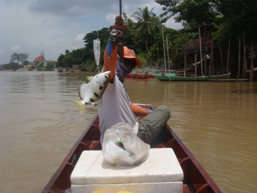 ปลาเสือตัวนี้ ดุ ใช่เล่นครับ  :grin: