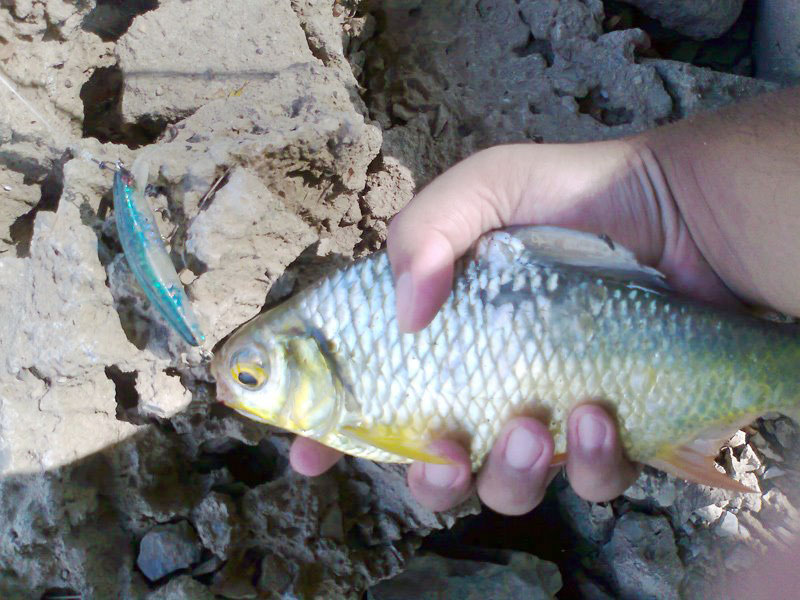 กัด Yozuri Crytal Minnow 70S เต็มๆคำ ดูจริงๆ ปลาแหทองเนี่ย

จำได้ว่าตอนเด็กๆเตี่ยเคยเล่าให้ฟังว่าบ